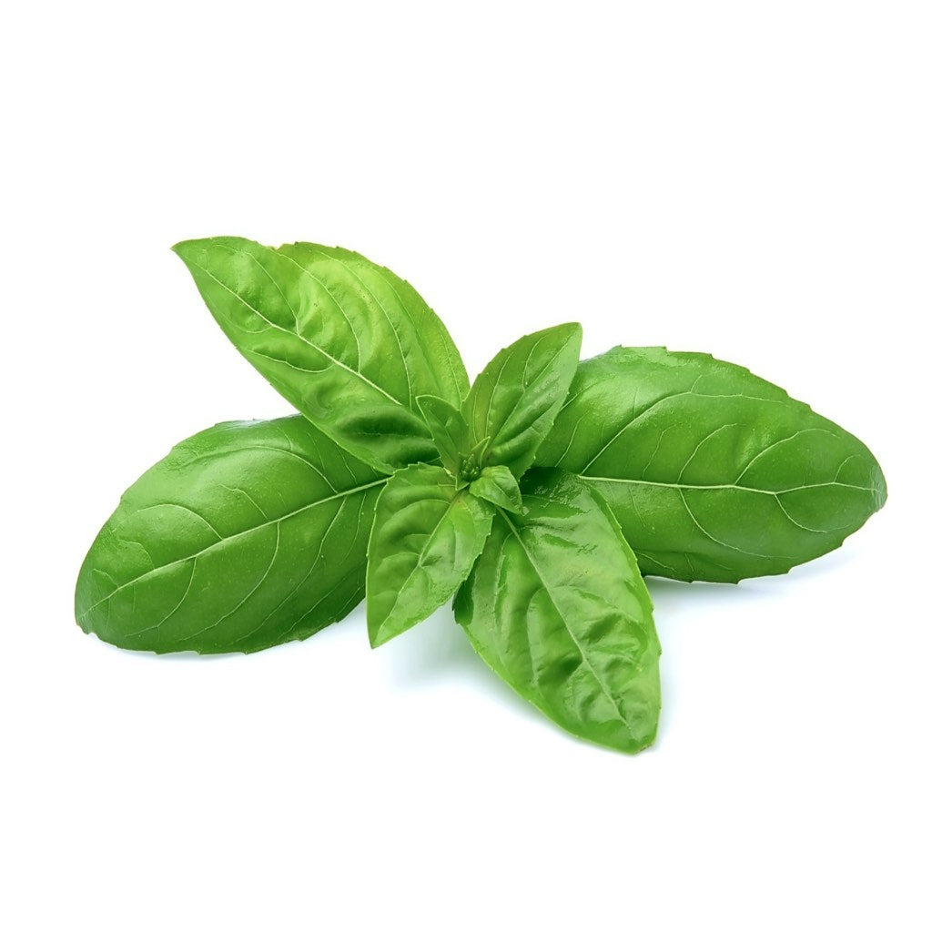 Basil Hydroponic yodeli.in