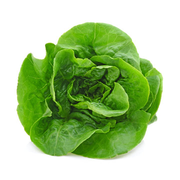 truganic-organic-green-leafy-vegetables-hydroponic-butterhead-lettuce