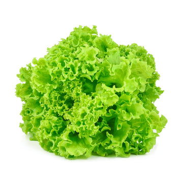 truganic-organic-green-leafy-vegetables-hydroponic-oakleaf-lettuce