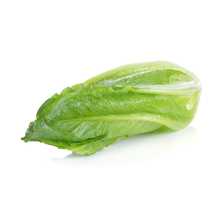truganic-organic-green-leafy-vegetables-hydroponic-romaine-lettuce